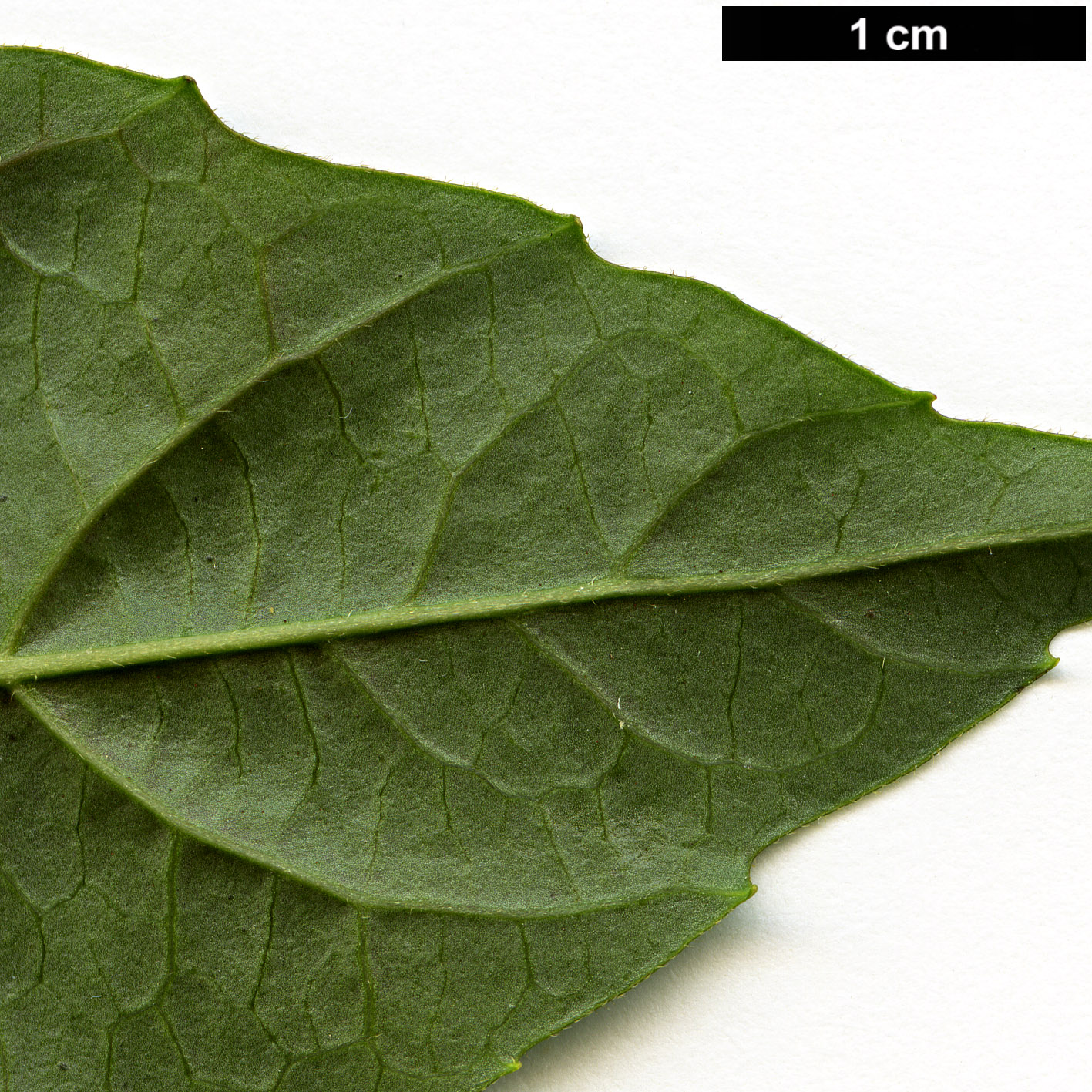 High resolution image: Family: Adoxaceae - Genus: Viburnum - Taxon: fansipanense